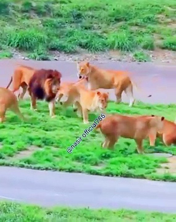Goreela vs lion fight.watch now:heylink.me/ nasirlodhi