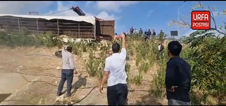 Şanlıurfa'da küçükbaş hayvan yüklü tır devrildi, 80'e yakın hayvan telef oldu