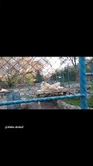 Belgrade zoo park Lions