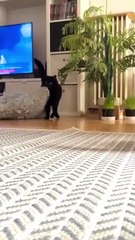 Cat Drags Bed To Better Corner
