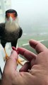 Feeding A Friendly Falcon