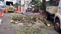 Município derruba árvores podres no Centro