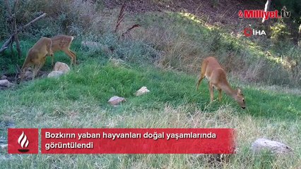 Bozkırın yaban hayvanları doğal yaşamlarında görüntülendi