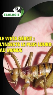 Le weta géant : l’insecte le plus lourd au monde