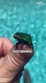 Rescuing a Beetle: A Heartwarming Act of Kindness || Heartsome 