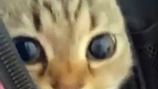 funny cat videos try not to laugh