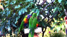 The Vibrant World of Australian Parrots 2023-11-03