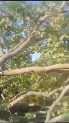 Pequizeiros frondosos são derrubados em  Várzea da  Palma