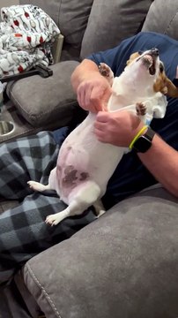 Le costume de requin donne du caractère au chien