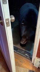 Wild Bear partage un moment de tendresse avec une femme