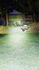 Fox Kit joue au ballon avec un chat