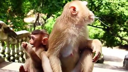 Adorable SARO Now Is Growing Up And Very Actively