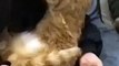 #funnycats #funnycatvideos #funny #cats #funnyanimals #funnypets #funnyvideo #funnydogs #funnydog #funnydogvideos #funnycat #funnyvideos (1)