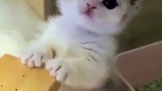 #funnycats #funnycatvideos #funny #cats #funnyanimals #funnypets #funnyvideo #funnydogs #funnydog #funnydogvideos #funnycat #funnyvideos (2)