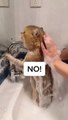 #funnycats #funnycatvideos #funny #cats #funnyanimals #funnypets #funnyvideo #funnydogs #funnydog #funnydogvideos #funnycat #funnyvideos (7)