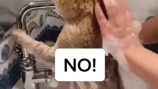 #funnycats #funnycatvideos #funny #cats #funnyanimals #funnypets #funnyvideo #funnydogs #funnydog #funnydogvideos #funnycat #funnyvideos (7)