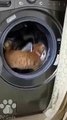 #funnycats #funnycatvideos #funny #cats #funnyanimals #funnypets #funnyvideo #funnydogs #funnydog #funnydogvideos #funnycat #funnyvideos (5)