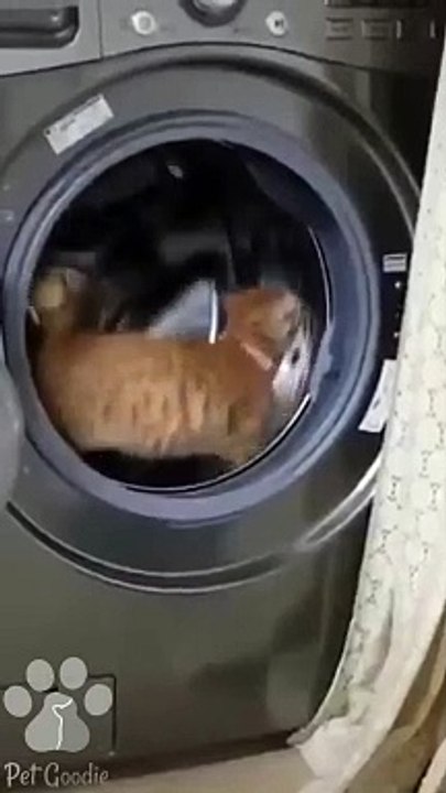 #funnycats #funnycatvideos #funny #cats #funnyanimals #funnypets #funnyvideo #funnydogs #funnydog #funnydogvideos #funnycat #funnyvideos (5)