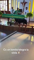 Perrito asombró al entrar a iglesia para escuchar misa: "Es más creyente que yo"
