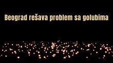 Beograd rešio problem sa golubovima