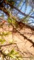 Argan trees grow to 8–10 m (26–33 ft) high and live up to approximately 200 years. They are thorny, with gnarled trتنمو أشجار الأركان إلى ارتفاع 8-10 أمتار (26-33 قدمًا) وتعيش حتى 200 عام تقريبًا.  إنها شائكة ////ولها جذوع معقودة وتاج منتشر على نطاق واسع.