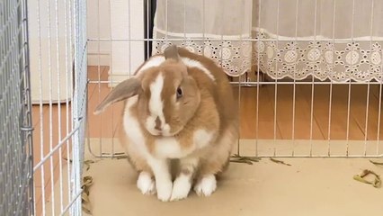 Jasmine Sherni, Angel Gostosa - A Bollywood Tail