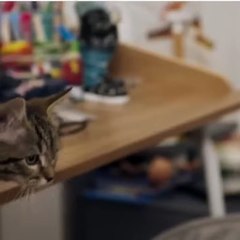 Mon Chat et Moi Film