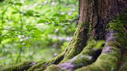 Featuring A 1-Hour Relaxing Yoga Music Video With Deep Forest Visuals