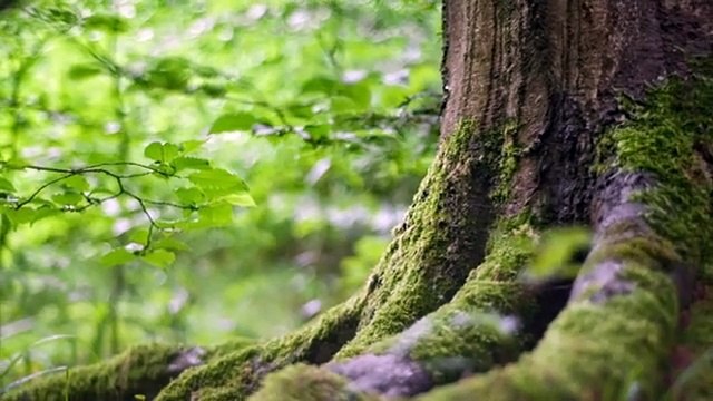 Featuring A 1-Hour Relaxing Yoga Music Video With Deep Forest Visuals