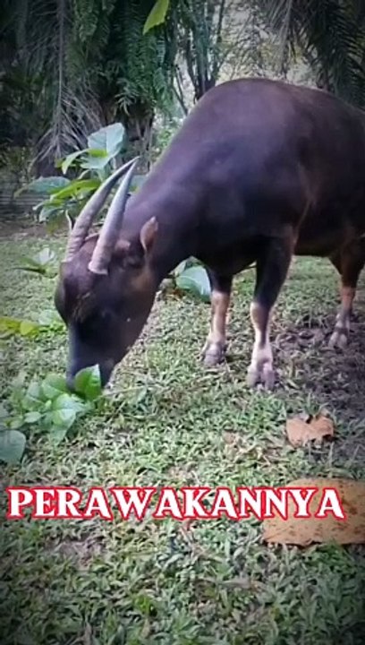Anoa - Small Indonesian Buffalo