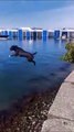 Son chien fait un plongeon incroyable de très haut... même pas peur