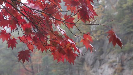 [날씨] 내일까지 최고 100mm 많은 비...화요일부터 기온 '뚝' / YTN