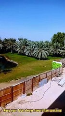 Beautiful Scene Dubai Stress Relief