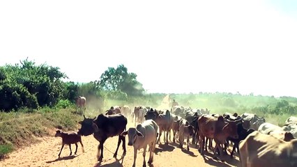 Road to Tsavo along Galana River