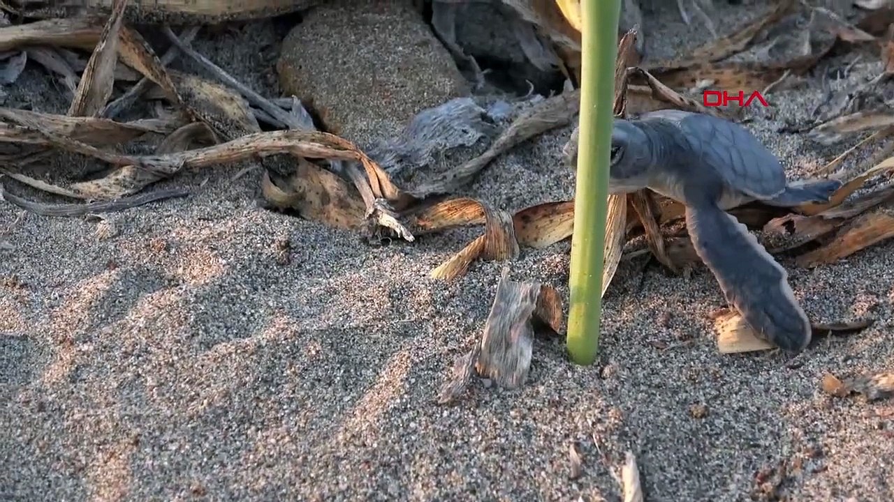 589 mille 112 tortues marines ont rencontré la mer