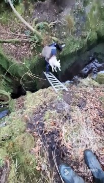 Lamb Rescued From Deep Ravine