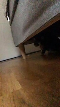 Older Cat Suddenly Bops Younger Cat