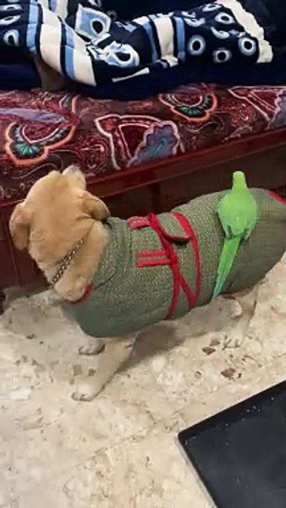 Parrot Hitches A Ride On Pooch's Back