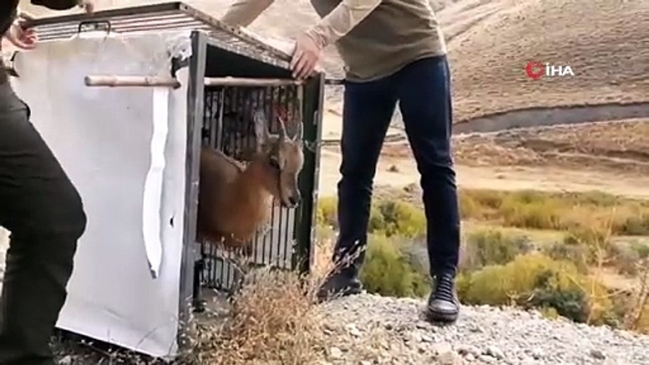Tedavisi Tamamlanan Yavru Dağ Keçisi Doğal Ortamına Bırakıldı
