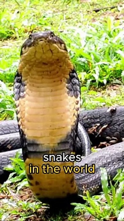 KING COBRA | The king of snakes is venomous and deadly.