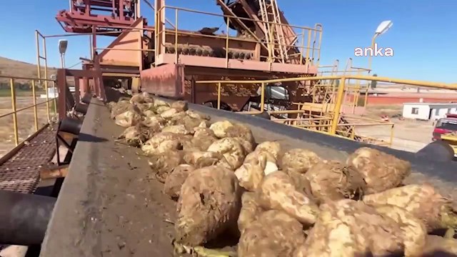 Yozgat’ta pancar hasadını yapan çiftçi, alımlarda yaşanan gecikmeye tepkili