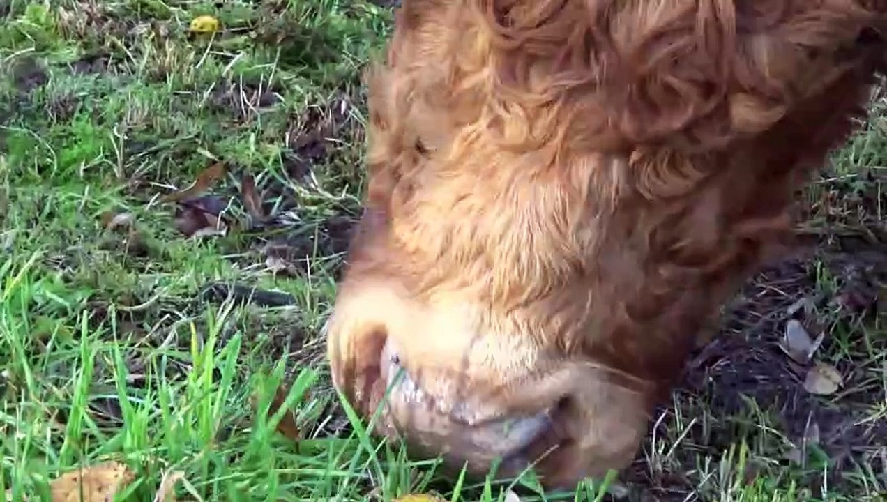 friendly bulls
