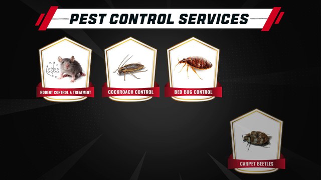 Pest Control Services | Rodent | German Cockroaches | Bed Bug Control | Pest Blaster Sydney