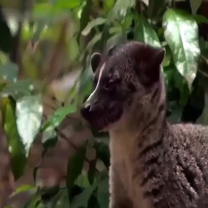 green snake and dog fight