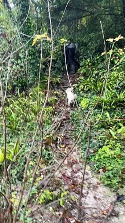 Fail While Walking the Dog