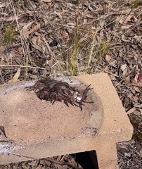 Man Comes Across a Pile of Huntsman Spiders