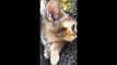 Flip Flop cat - So cute kitten | Cute kitten snuggles with caring Dalmatians | Tiny Cuteness