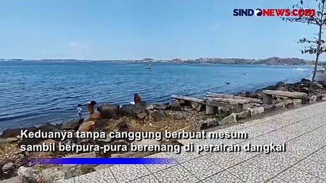 Dimabuk Asmara, Pasangan Sejoli Tertangkap Kamera Berbuat Mesum di Pantai Mattirotasi Parepare