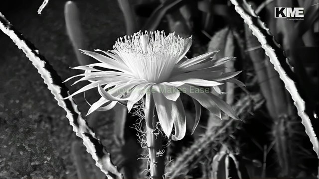 Why does the Queen of the Night flower only bloom at night? | رات کی ملکہ کا پھول صرف رات کو ہی کیوں کھلتا ہے؟