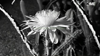 Why does the Queen of the Night flower only bloom at night? | رات کی ملکہ کا پھول صرف رات کو ہی کیوں کھلتا ہے؟